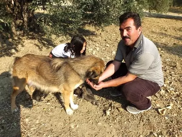 Kuyruksuz Dogan 2 Yavru Kopek Ilgi Odagi Oldu Haberler