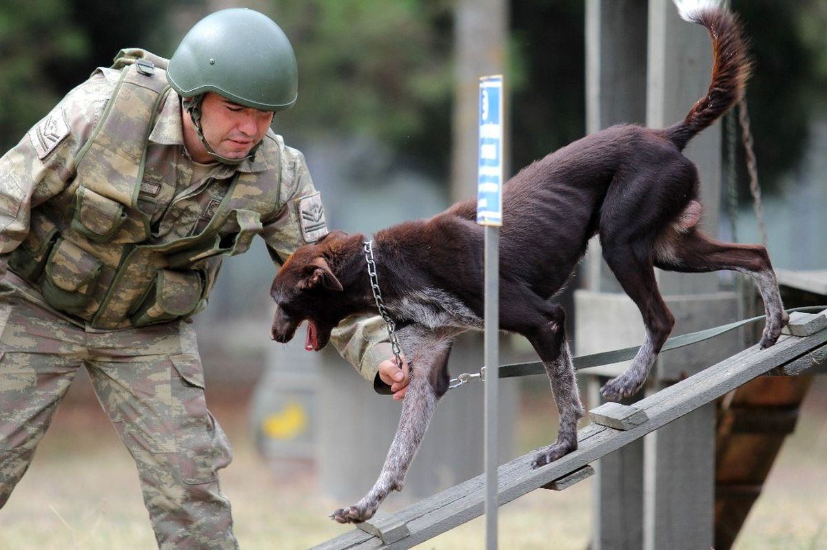 TSK'nın yeni mayın köpeği: Zerdava