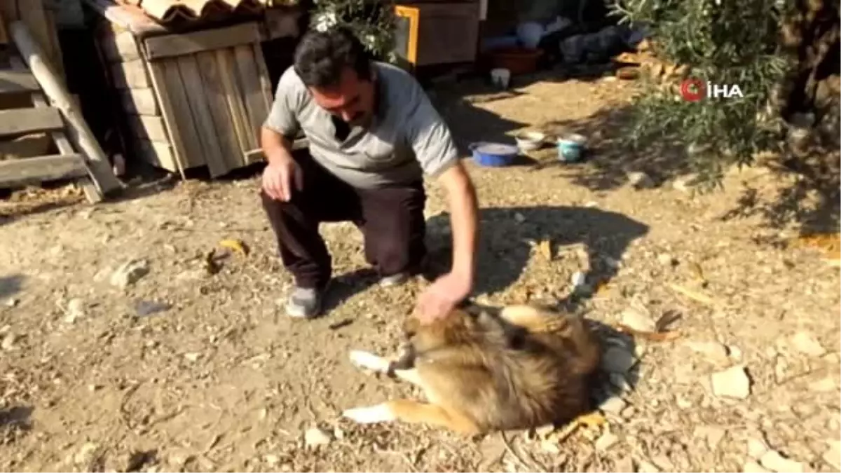Sahiplendikleri köpek 'Cancan' kuyruksuz 2 yavru doğurdu