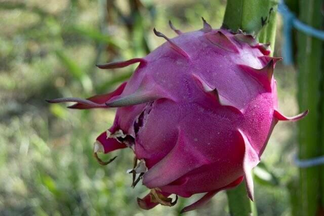 Ejder meyvesiyle tanıştı, kazancını 8'e katladı