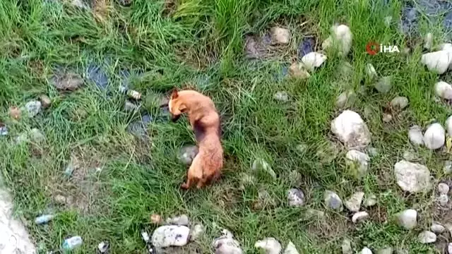 Nehre düşen köpek itfaiyeye zor anlar yaşattı