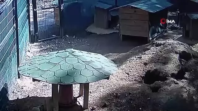 Tavşanlar deprem anında kulübelerine böyle sığındı...Hayvanların 5.8'lik depreme tepkileri kamerada Tavşanlar deprem anında kulübelerine böyle sığındı...Hayvanların 5.8'lik depreme tepkileri kamerada