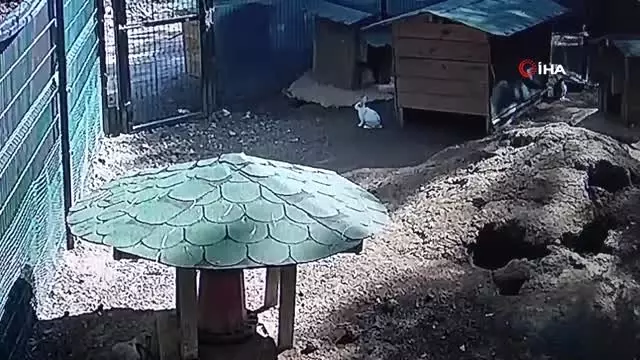 Tavşanlar deprem anında kulübelerine böyle sığındı...Hayvanların 5.8'lik depreme tepkileri kamerada Tavşanlar deprem anında kulübelerine böyle sığındı...Hayvanların 5.8'lik depreme tepkileri kamerada