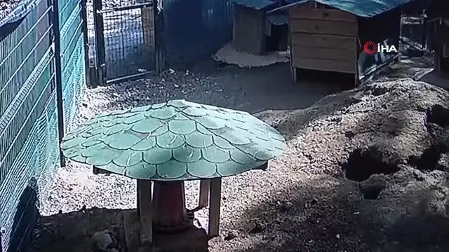 Tavşanlar deprem anında kulübelerine böyle sığındı...Hayvanların 5.8'lik depreme tepkileri kamerada Tavşanlar deprem anında kulübelerine böyle sığındı...Hayvanların 5.8'lik depreme tepkileri kamerada