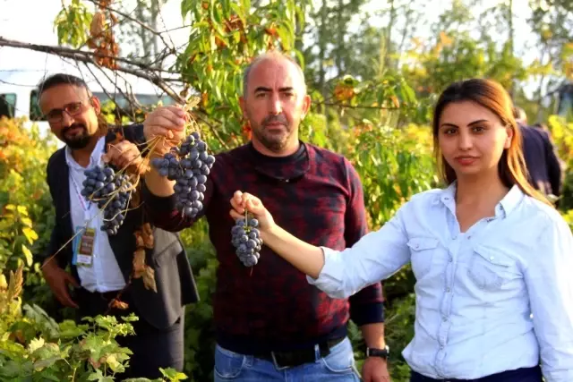 Erzincan'da üzümüyle meşhur ilçede bağbozumu yapıldı Erzincan'da üzümüyle meşhur ilçede bağbozumu yapıldı