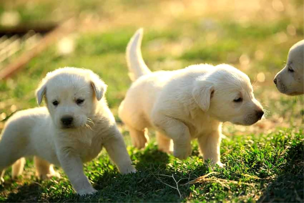 beyaz küçük köpek cinsleri