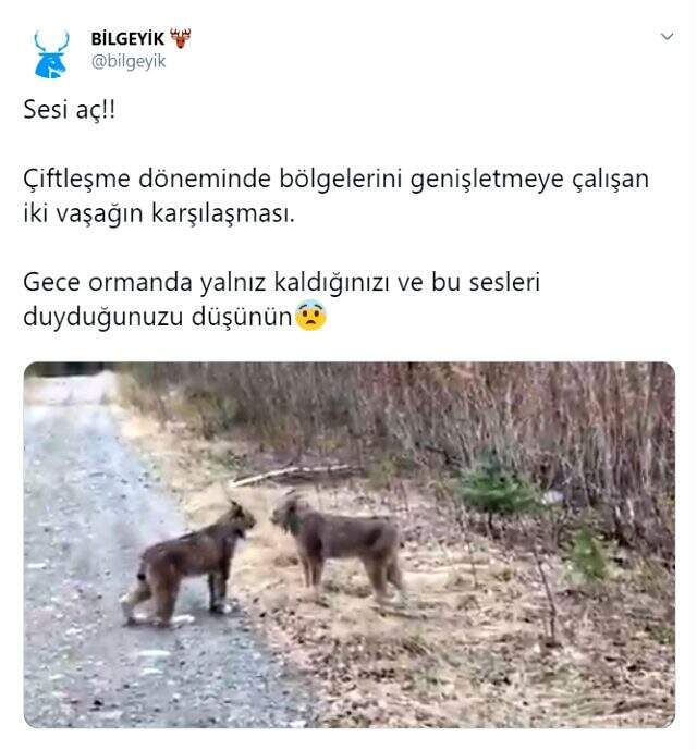 Çiftleşme döneminde bölgelerini genişletmeye çalışan iki vaşağın karşılaşması