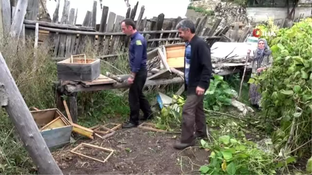 Kastamonulu köylüleri ayı korkusu sardı