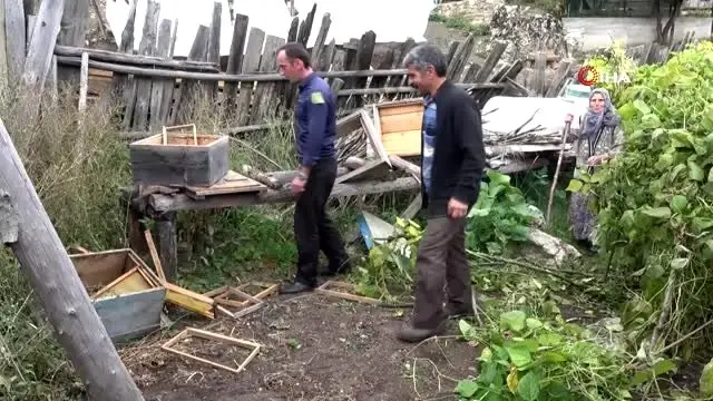 Kastamonulu köylüleri ayı korkusu sardı Kastamonulu köylüleri ayı korkusu sardı