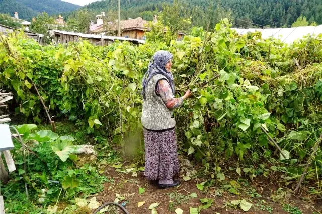 (Özel) Kastamonu'yu ayı korkusu sardı (Özel) Kastamonu'yu ayı korkusu sardı