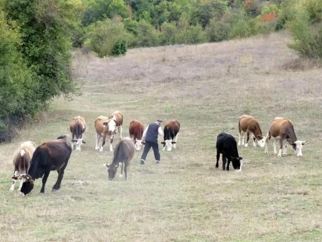 (Özel) Kastamonu'yu ayı korkusu sardı (Özel) Kastamonu'yu ayı korkusu sardı