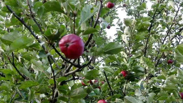Posof'un içi dışı kırmızı elması tescillendi Posof'un içi dışı kırmızı elması tescillendi
