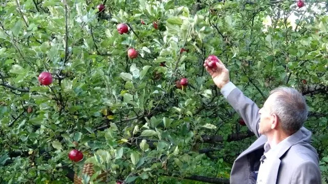 Posof'un içi dışı kırmızı elması tescillendi Posof'un içi dışı kırmızı elması tescillendi