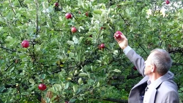 Posof'un içi dışı kırmızı elması tescillendi Posof'un içi dışı kırmızı elması tescillendi