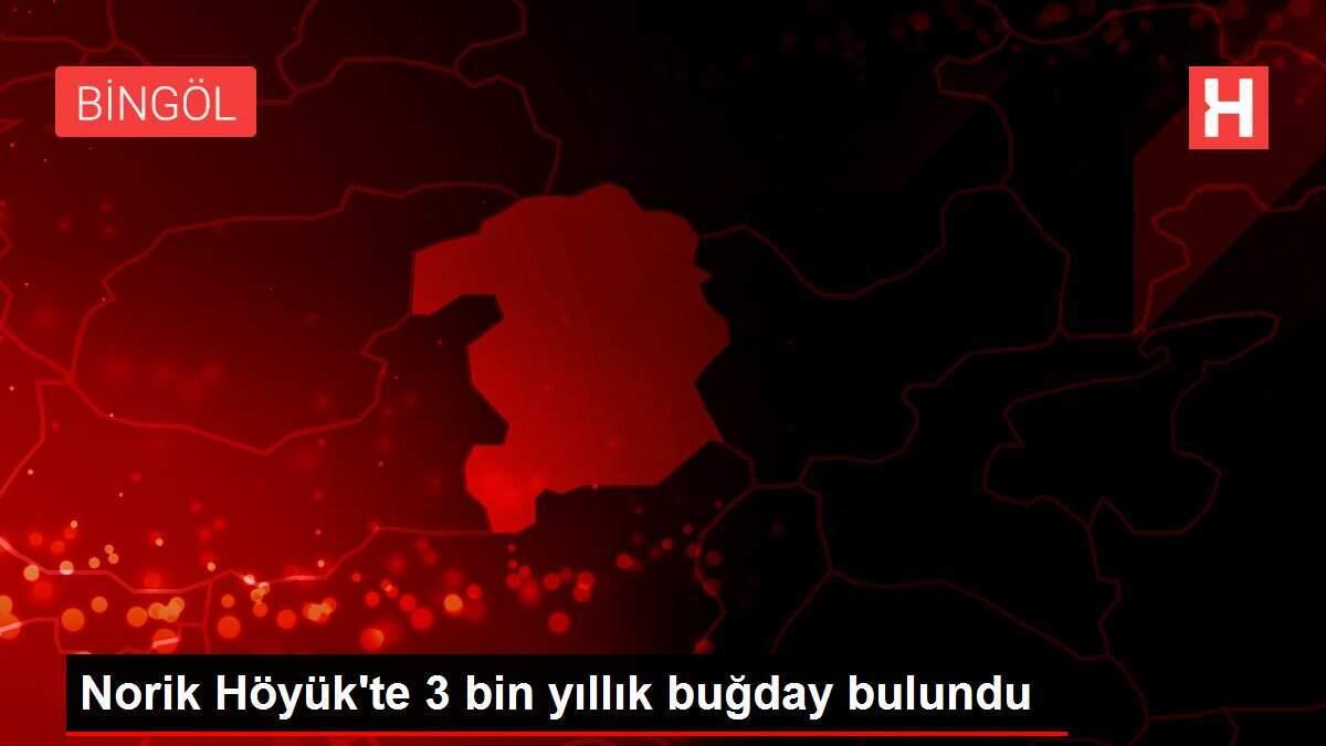 Norik Höyük'te 3 bin yıllık buğday bulundu Norik Höyük'te 3 bin yıllık buğday bulundu