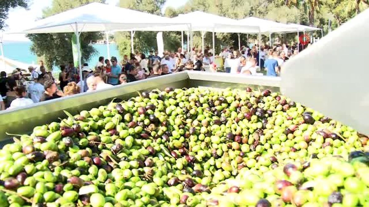 Tatile gelen turistler denizden çıkıp 500 yıllık ağaçlardan zeytin topladı