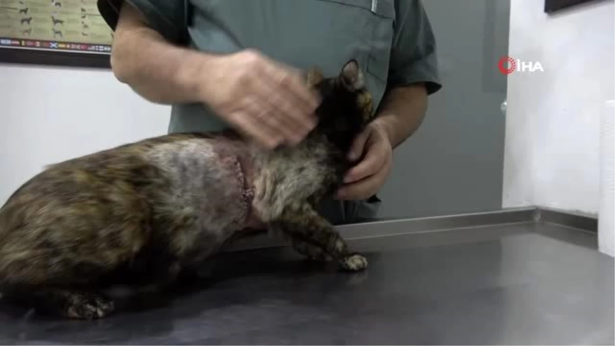 5 saatlik ameliyat sonrası kedinin midesinden çıkan şey şoke etti