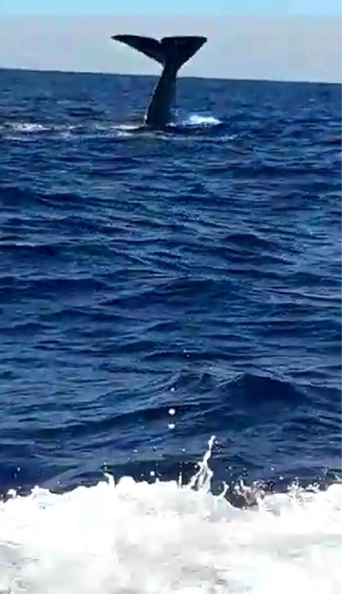 Alaçatı açıklarında balina heyecanı