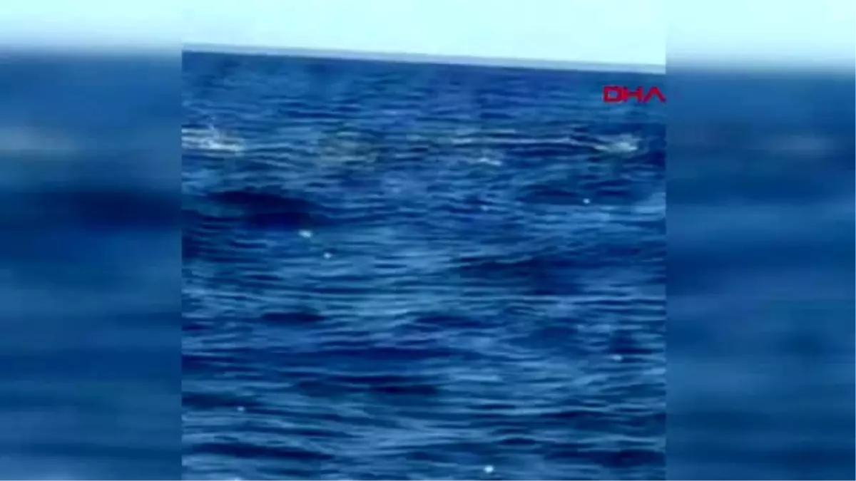 Alaçatı açıklarında balina heyecanı