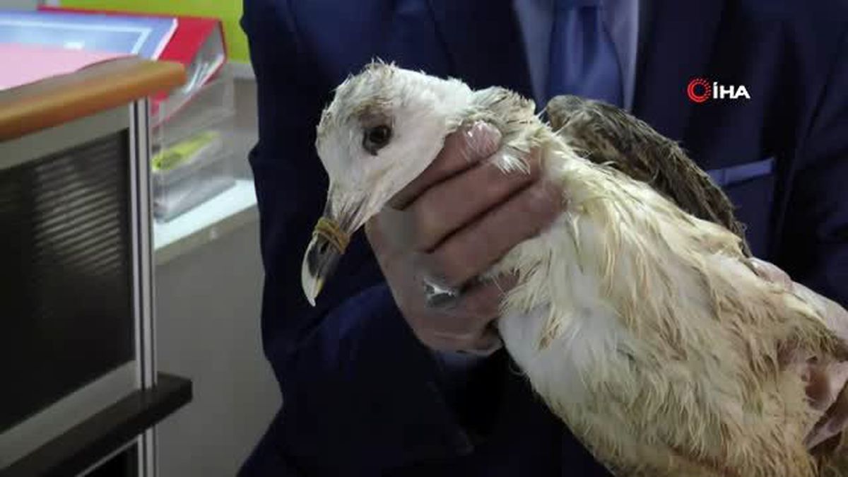 Ayağı kopan yaralı martıya 'protez'