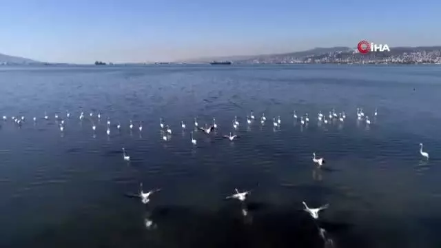 Flamingolar İzmit Körfezi'ne akın etti Flamingolar İzmit Körfezi'ne akın etti
