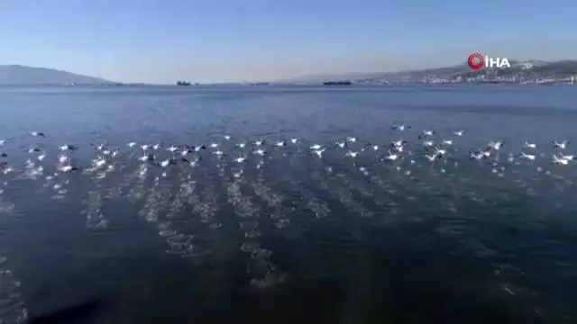 Flamingolar İzmit Körfezi'ne akın etti Flamingolar İzmit Körfezi'ne akın etti