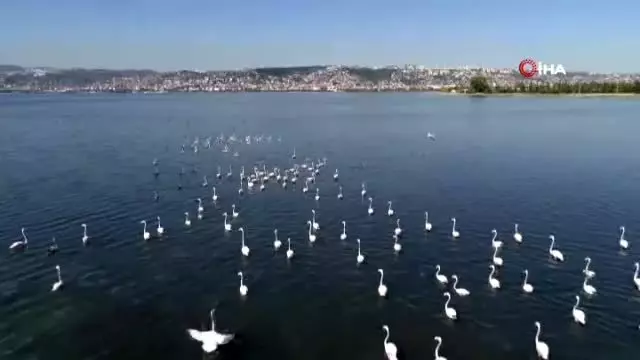 Flamingolar İzmit Körfezi'ne akın etti Flamingolar İzmit Körfezi'ne akın etti
