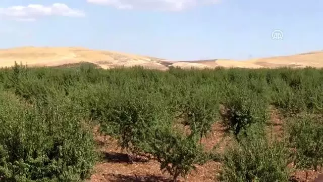GAP çiftçisinin bademe ilgisi artıyor GAP çiftçisinin bademe ilgisi artıyor