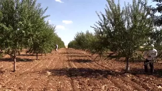 GAP çiftçisinin bademe ilgisi artıyor GAP çiftçisinin bademe ilgisi artıyor
