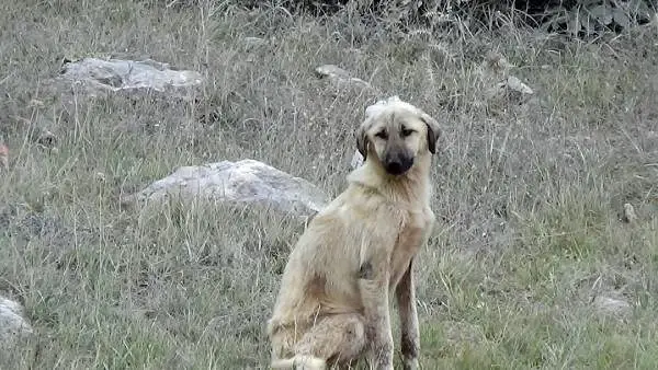 Köpeklerin yaylada ölüme terk edilmesine tepkiler sürüyor