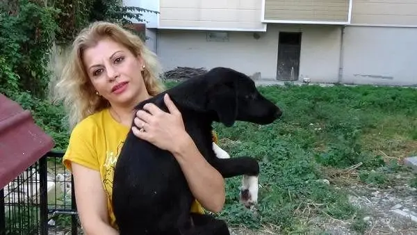 Köpeklerin yaylada ölüme terk edilmesine tepkiler sürüyor
