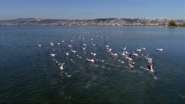 (Özel) Flamingolar İzmit Körfezi'ne akın etti (Özel) Flamingolar İzmit Körfezi'ne akın etti