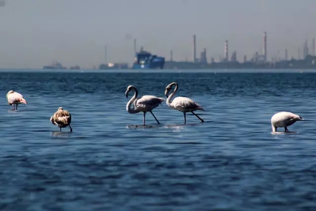 (Özel) Flamingolar İzmit Körfezi'ne akın etti (Özel) Flamingolar İzmit Körfezi'ne akın etti