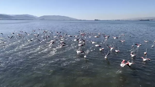 (Özel) Flamingolar İzmit Körfezi'ne akın etti (Özel) Flamingolar İzmit Körfezi'ne akın etti
