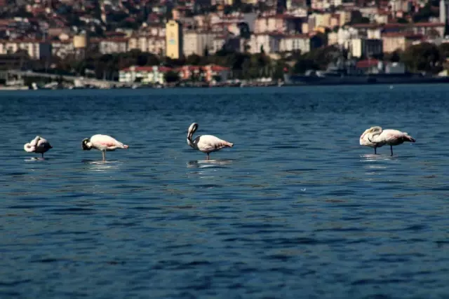 (Özel) Flamingolar İzmit Körfezi'ne akın etti (Özel) Flamingolar İzmit Körfezi'ne akın etti