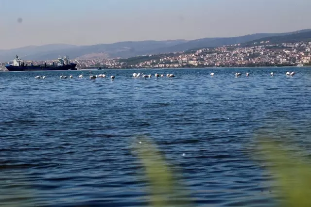 (Özel) Flamingolar İzmit Körfezi'ne akın etti (Özel) Flamingolar İzmit Körfezi'ne akın etti