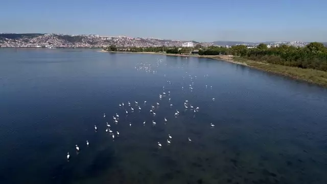 (Özel) Flamingolar İzmit Körfezi'ne akın etti (Özel) Flamingolar İzmit Körfezi'ne akın etti