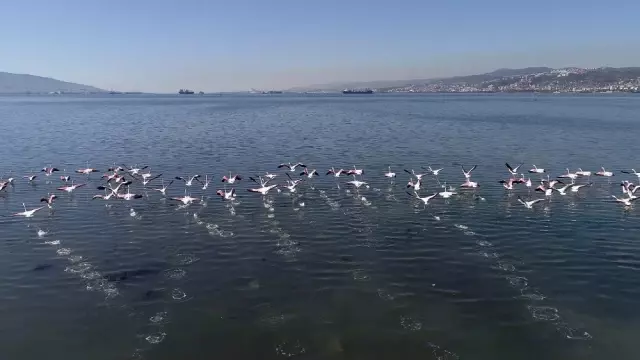 (Özel) Flamingolar İzmit Körfezi'ne akın etti (Özel) Flamingolar İzmit Körfezi'ne akın etti