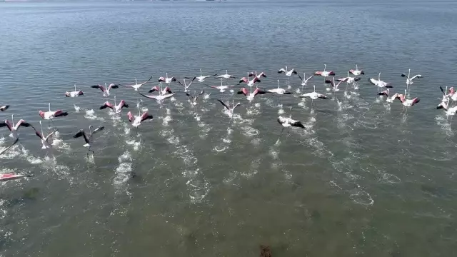 (Özel) Flamingolar İzmit Körfezi'ne akın etti (Özel) Flamingolar İzmit Körfezi'ne akın etti