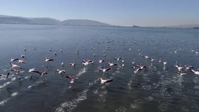 (Özel) Flamingolar İzmit Körfezi'ne akın etti (Özel) Flamingolar İzmit Körfezi'ne akın etti