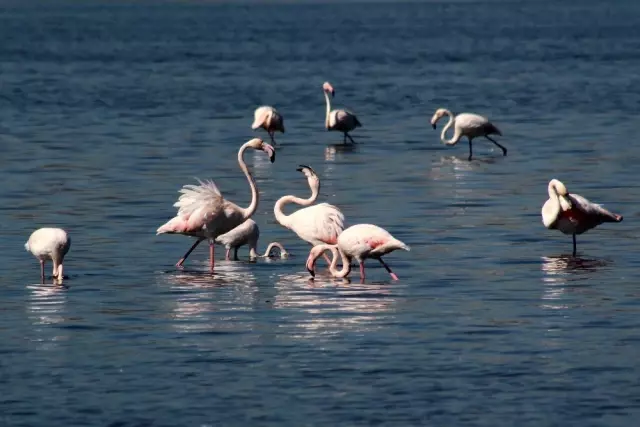 (Özel) Flamingolar İzmit Körfezi'ne akın etti (Özel) Flamingolar İzmit Körfezi'ne akın etti