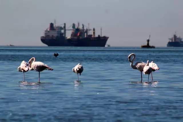 (Özel) Flamingolar İzmit Körfezi'ne akın etti (Özel) Flamingolar İzmit Körfezi'ne akın etti