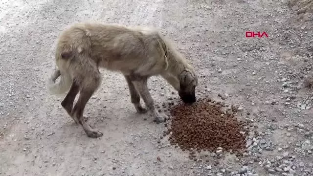 Sinop köpeklerin yaylada ölüme terk edilmesine tepkiler sürüyor