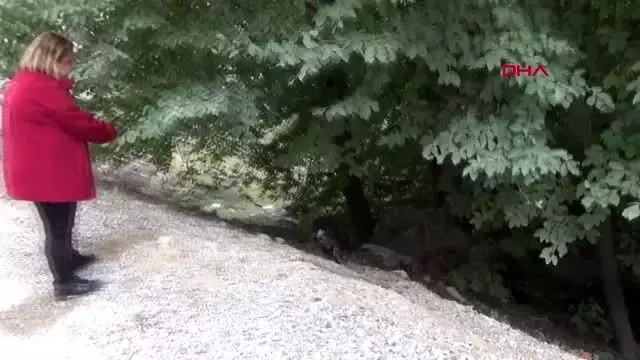 Sinop köpeklerin yaylada ölüme terk edilmesine tepkiler sürüyor