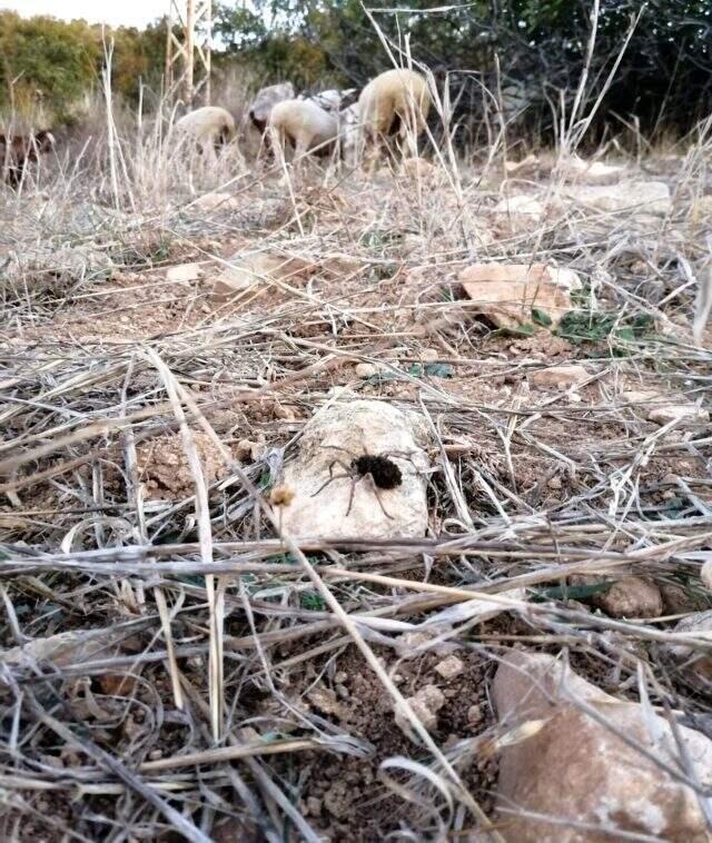 Dünyanın en tehlikeli 9 örümcek türünden biri Bilecik'te görüldü