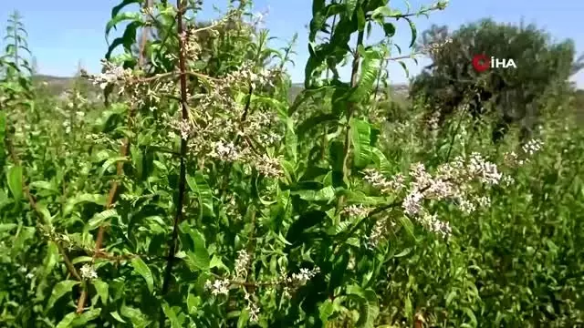 Hataylı inşaat işçisi eşini dinleyerek melisa otu ekti şimdi ürettiği ürünleri ortadoğuya ihraç... Hataylı inşaat işçisi eşini dinleyerek melisa otu ekti şimdi ürettiği ürünleri ortadoğuya ihraç...
