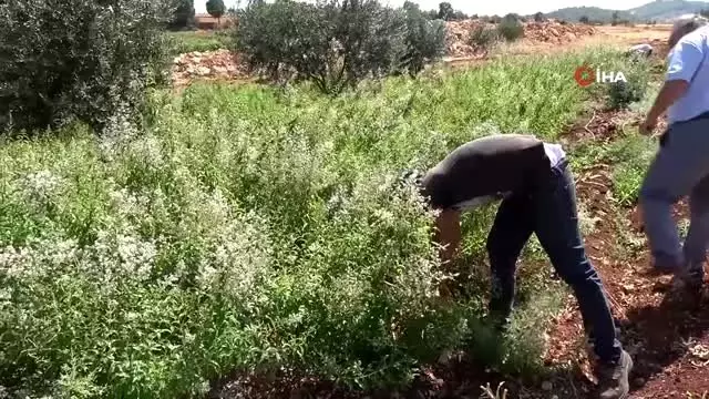 Hataylı inşaat işçisi eşini dinleyerek melisa otu ekti şimdi ürettiği ürünleri ortadoğuya ihraç... Hataylı inşaat işçisi eşini dinleyerek melisa otu ekti şimdi ürettiği ürünleri ortadoğuya ihraç...