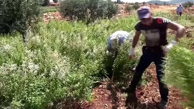 Hataylı inşaat işçisi eşini dinleyerek melisa otu ekti şimdi ürettiği ürünleri ortadoğuya ihraç... Hataylı inşaat işçisi eşini dinleyerek melisa otu ekti şimdi ürettiği ürünleri ortadoğuya ihraç...