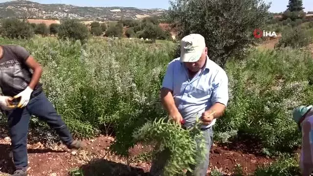 Hataylı inşaat işçisi eşini dinleyerek melisa otu ekti şimdi ürettiği ürünleri ortadoğuya ihraç... Hataylı inşaat işçisi eşini dinleyerek melisa otu ekti şimdi ürettiği ürünleri ortadoğuya ihraç...