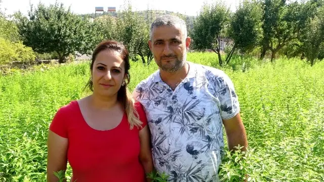 İnşaatta çalışmayı bıraktı, melisa ekimine başladı İnşaatta çalışmayı bıraktı, melisa ekimine başladı